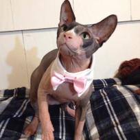 Ori is putting on his best with a real mens shirt" collar" and a pink satin bow tie to match the tutu.